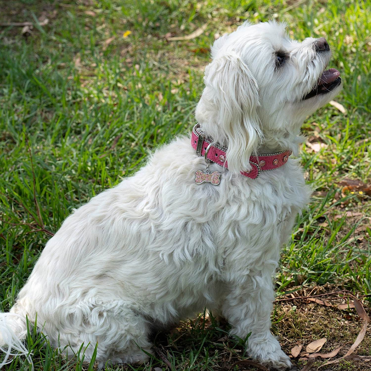 Pure Western Dog Collars