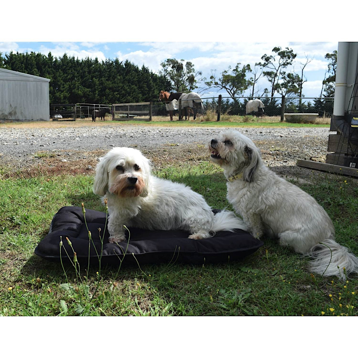 Pure Australian Wool Pet Beds